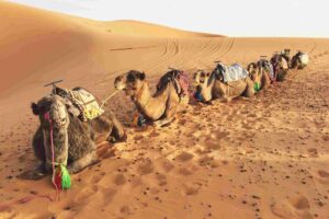 3-day desert tour from Fes
